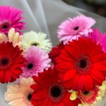 Гербера микс